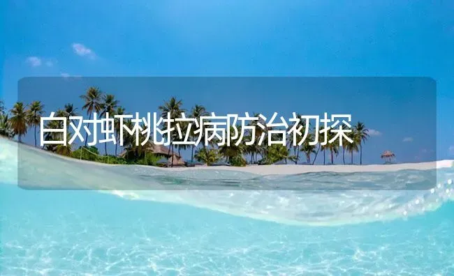 白对虾桃拉病防治初探 | 海水养殖