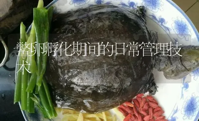 鳖卵孵化期间的日常管理技术 | 淡水养殖