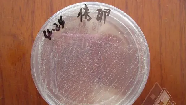 迟缓爱德华氏菌感染加州鲈卵巢一例
