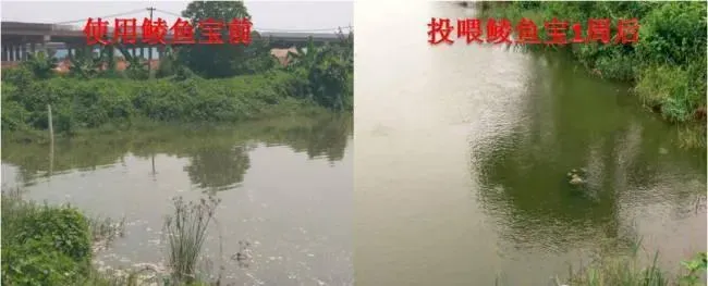 鱼仔行情好但天气不给力，鲮鱼养殖如何抓住最后的机会冲刺？