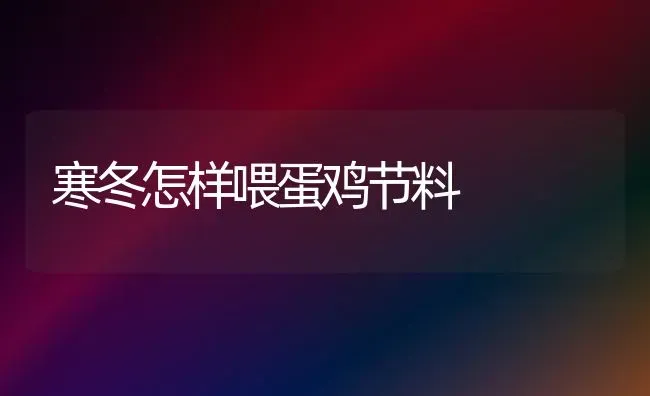 寒冬怎样喂蛋鸡节料 | 家禽养殖