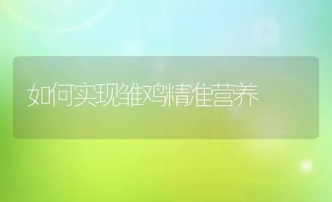 如何实现雏鸡精准营养 | 家禽养殖