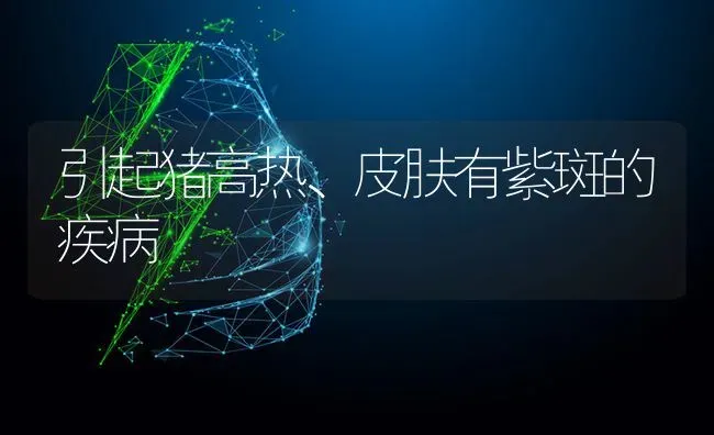 引起猪高热、皮肤有紫斑的疾病 | 家畜养殖