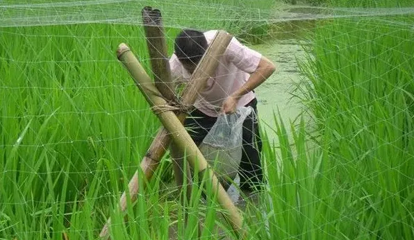 虾鳅稻综合种养技术管理要点 | 动物养殖资料
