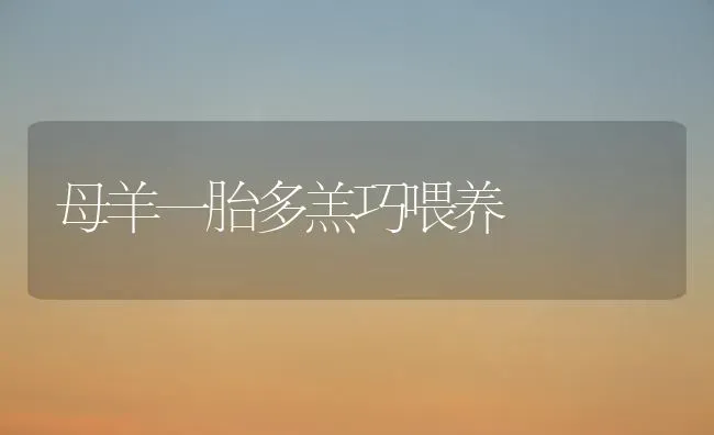 母羊一胎多羔巧喂养 | 家畜养殖