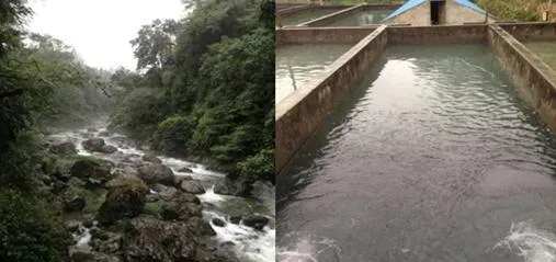 北方地区暴雨过后鲟鱼养殖池塘管理措施