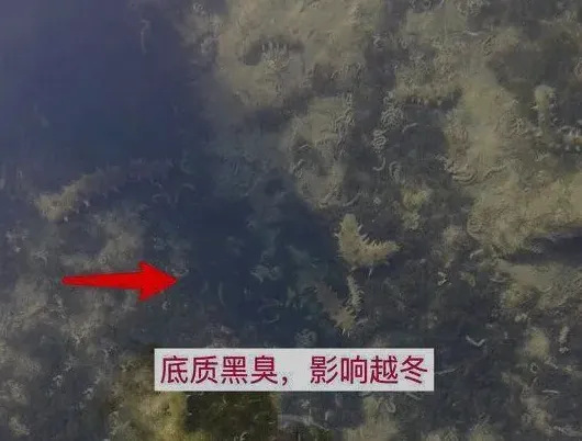 养殖户如何让海参安全过冬？