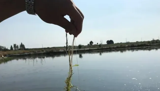一张航拍图片告诉你，河蟹五壳面临的最大威胁
