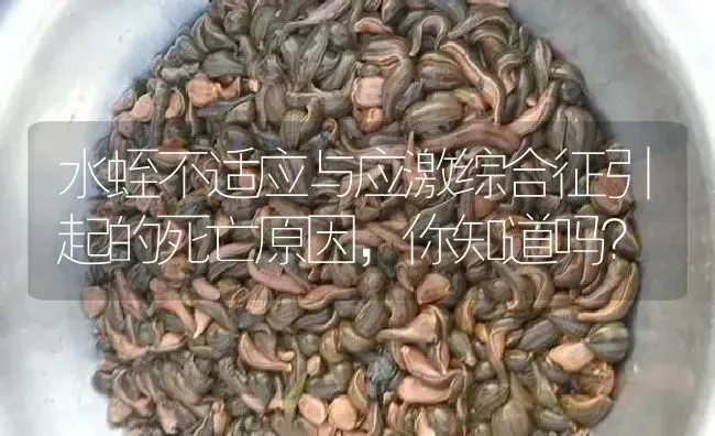 水蛭不适应与应激综合征引起的死亡原因，你知道吗？ | 特种养殖