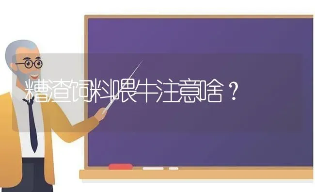 糟渣饲料喂牛注意啥？ | 动物养殖饲料