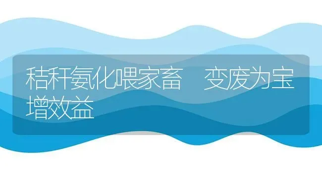 秸秆氨化喂家畜 变废为宝增效益 | 家畜养殖