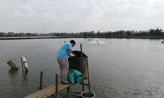 厄尔尼诺导致这个夏天将暴雨频频，鱼塘防汛压力很大，养殖户如何顺利度夏？