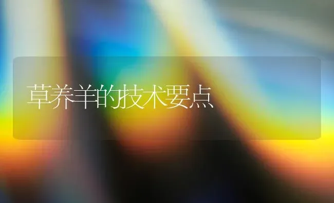 草养羊的技术要点 | 家畜养殖