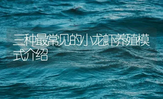 三种最常见的小龙虾养殖模式介绍 | 海水养殖