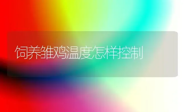饲养雏鸡温度怎样控制 | 家禽养殖