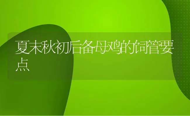 夏末秋初后备母鸡的饲管要点 | 家禽养殖