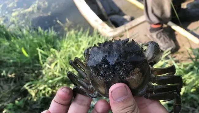 一张航拍图片告诉你，河蟹五壳面临的最大威胁