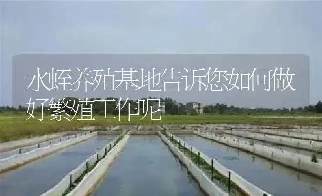 水蛭养殖基地告诉您如何做好繁殖工作呢 | 特种养殖