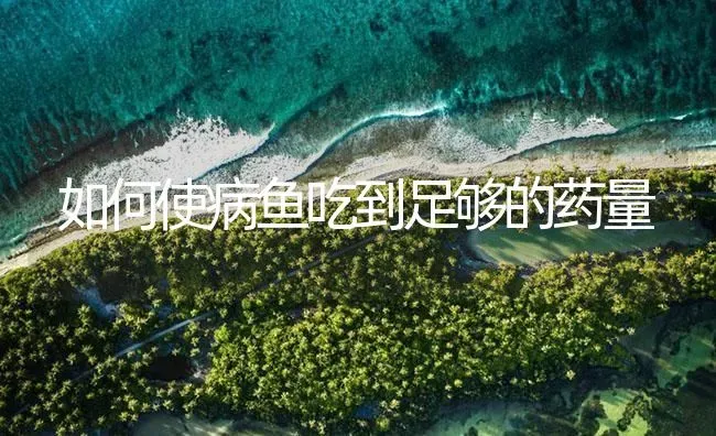 如何使病鱼吃到足够的药量 | 养殖病虫害防治