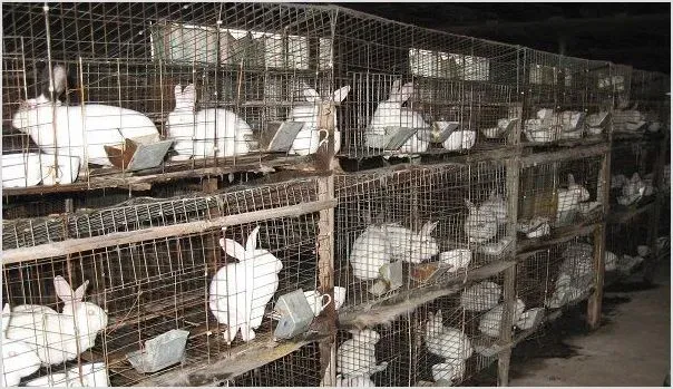 兔瘟的症状及防治措施 | 农业养殖技术