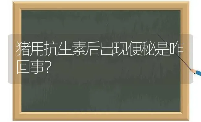 猪用抗生素后出现便秘是咋回事？ | 家畜养殖