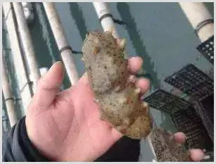 海参化皮病的症状及流行特点治疗方法 | 养殖饲料