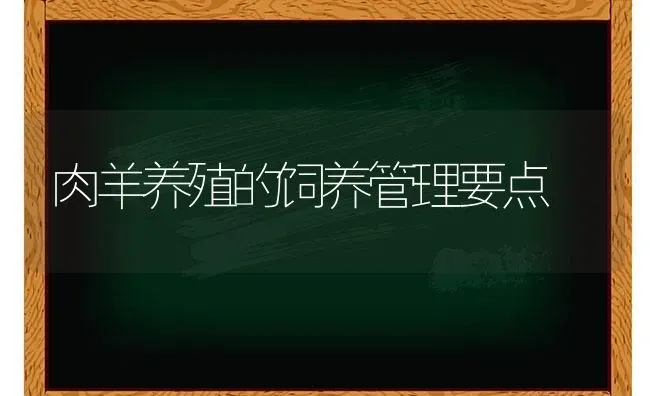 肉羊养殖的饲养管理要点 | 家畜养殖