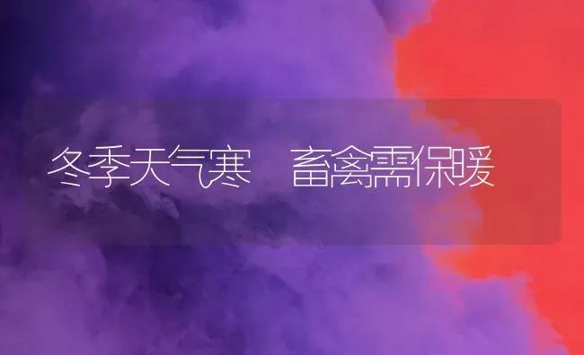 冬季天气寒 畜禽需保暖 | 家禽养殖