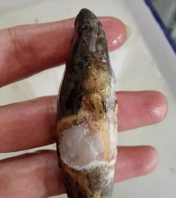 笋壳鱼苗期的中华尾孢子虫处理新法分享