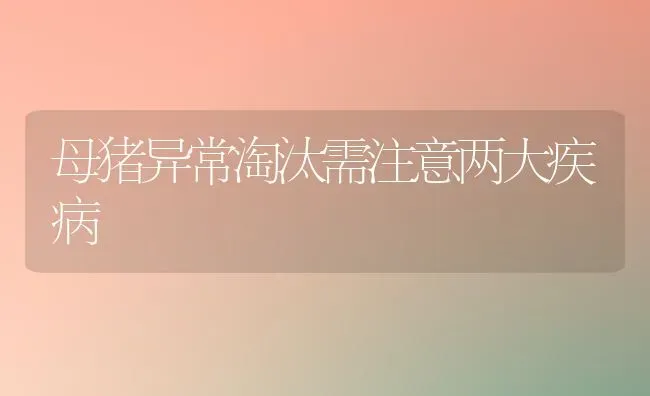 母猪异常淘汰需注意两大疾病 | 家畜养殖