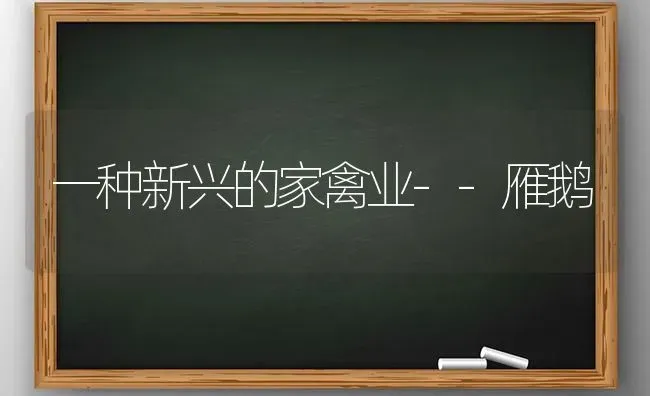 一种新兴的家禽业--雁鹅 | 家禽养殖