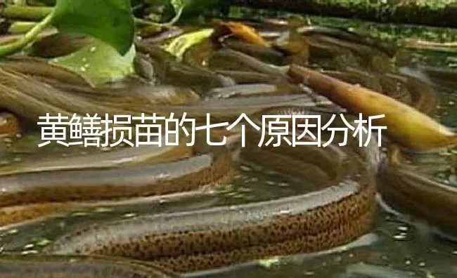 黄鳝损苗的七个原因分析 | 淡水养殖