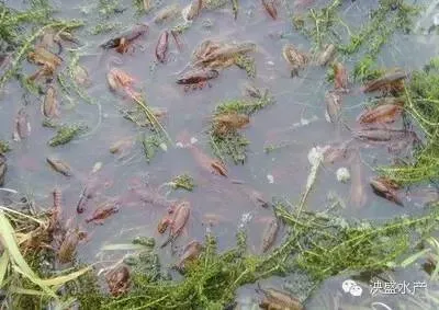 处理龙虾缺氧上草死亡一例