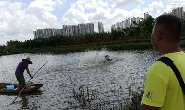 厄尔尼诺导致这个夏天将暴雨频频，鱼塘防汛压力很大，养殖户如何顺利度夏？