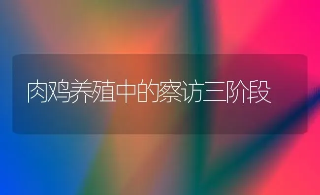 肉鸡养殖中的察访三阶段 | 家禽养殖