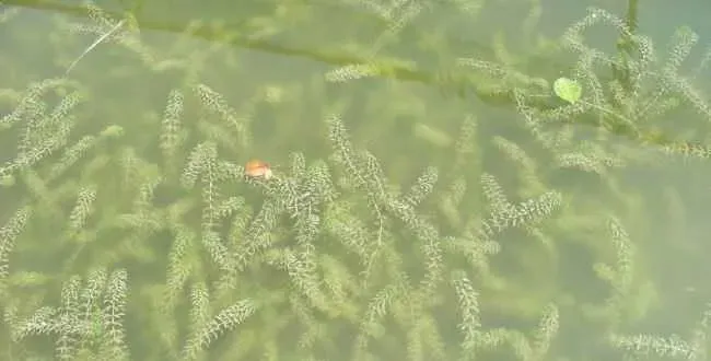 河蟹池塘水草的栽培与管护方法