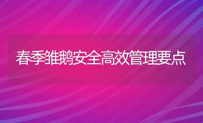 春季雏鹅安全高效管理要点 | 家禽养殖