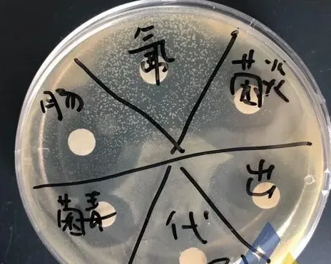 [每周一例]鳜“睡觉鱼”细菌和神经坏死病毒混合感染