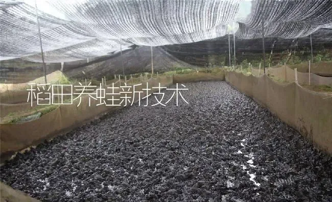 稻田养蛙新技术 | 特种养殖