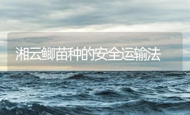 湘云鲫苗种的安全运输法 | 淡水养殖