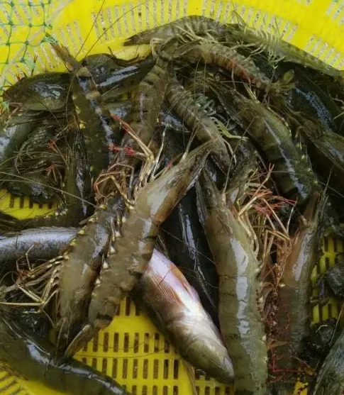 海参池塘套养车虾的后期管理要点