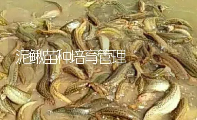 泥鳅苗种培育管理 | 淡水养殖