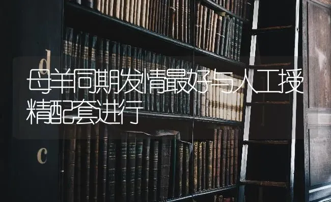 母羊同期发情最好与人工授精配套进行 | 家畜养殖