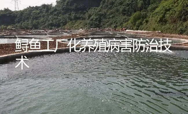 鲟鱼工厂化养殖病害防治技术 | 淡水养殖