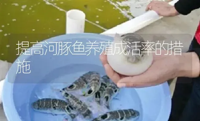 提高河豚鱼养殖成活率的措施 | 淡水养殖