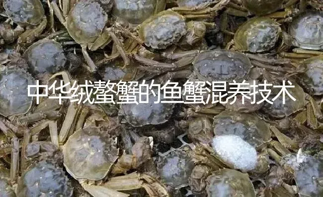 中华绒螯蟹的鱼蟹混养技术 | 淡水养殖