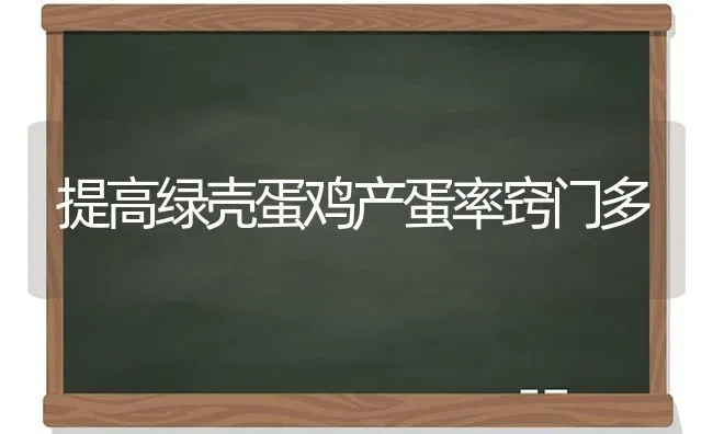 提高绿壳蛋鸡产蛋率窍门多 | 家禽养殖