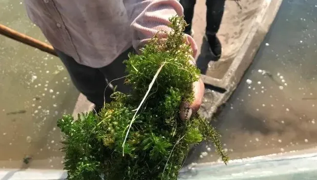 一张航拍图片告诉你，河蟹五壳面临的最大威胁