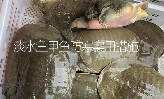 淡水鱼甲鱼防寒实用措施 | 淡水养殖