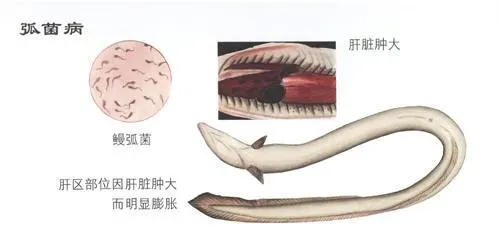 鳗鱼弧菌病症状及防治方法